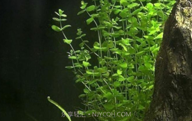 3D食人鱼：梦象动态壁纸v1.5.6截图