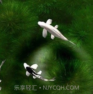 自由锦鲤动态壁纸v1.12.9截图