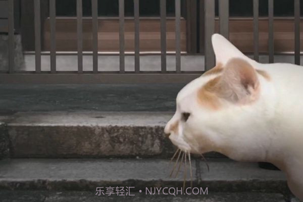 猫的一天怪奇谭（全剧情存档）完整版1.4.12截图