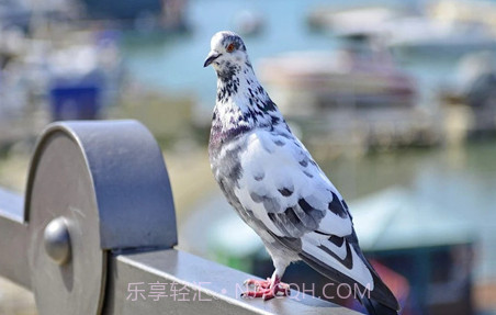 哥伦布壁纸v鐎瑰宕渧1.5截图