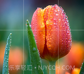 一键拍照识花v3.3.14截图