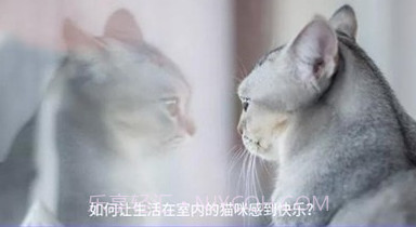 狗生模拟交流器v1.11截图