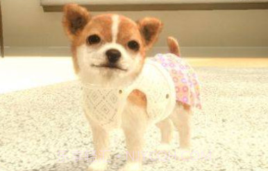 与狗同行v1.0.14截图