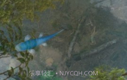 3d鱼池动态壁纸(Koi)v1.16截图