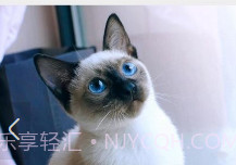 猫咪之家v1.22截图