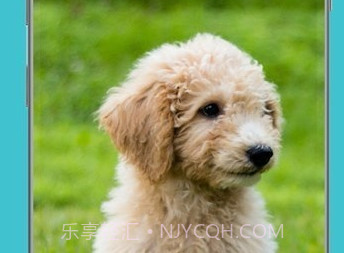 狗狗鉴定器v12.1.24截图