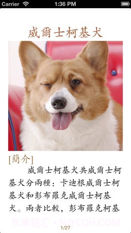 世界名犬大全截图3