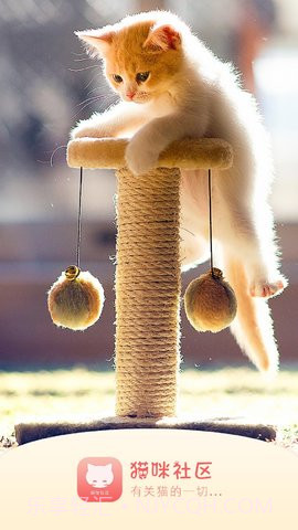 猫咪社区在线截图2