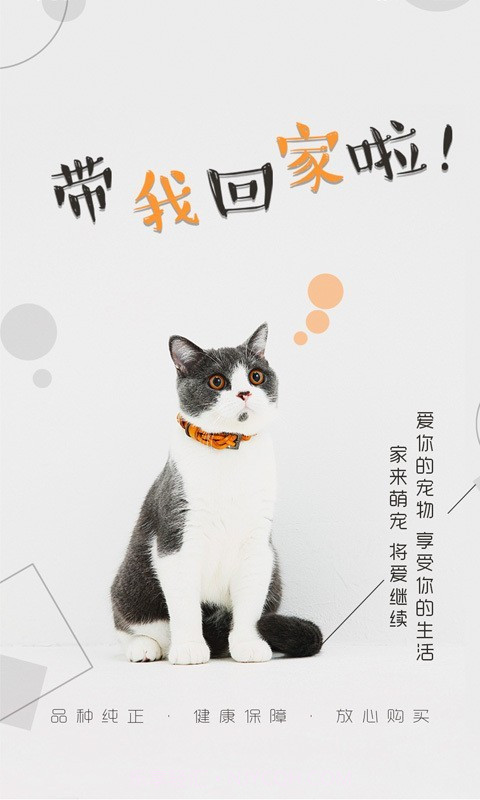 猫行狗市截图1