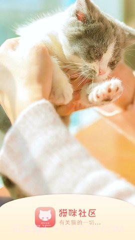 猫咪社区在线截图1