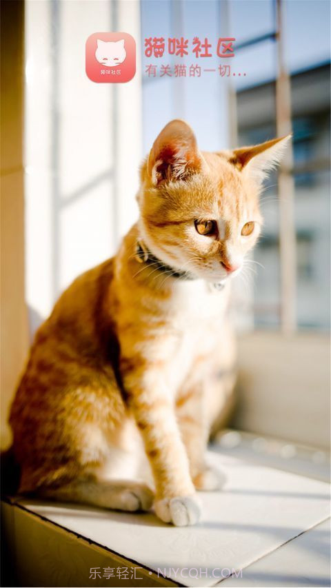 猫咪社区手机版截图2