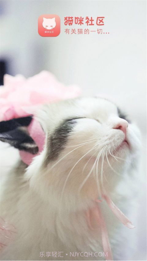 猫咪社区手机版截图1