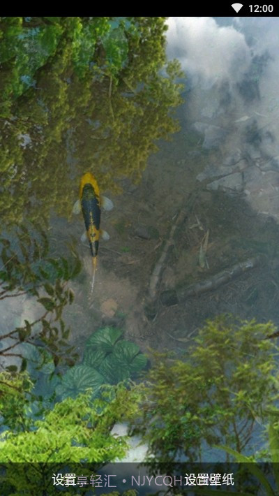 鱼池动态壁纸截图4