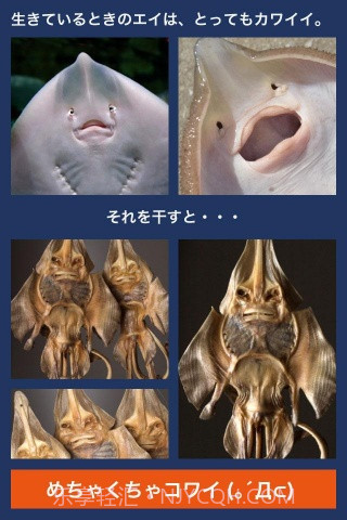 超体验晒鱼截图3