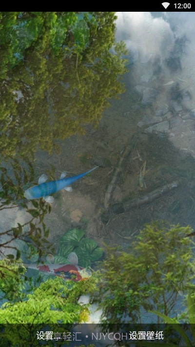 鱼池动态壁纸截图2