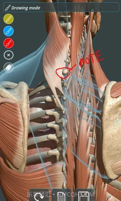 人体3D立体解剖(Visual Anatomy 3D - Human)截图4 人体3D立体解剖(Visual Anatomy 3D - Human)截图4