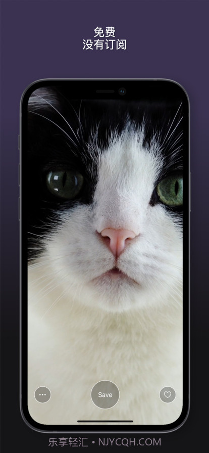 猫动态壁纸截图5 猫动态壁纸截图5