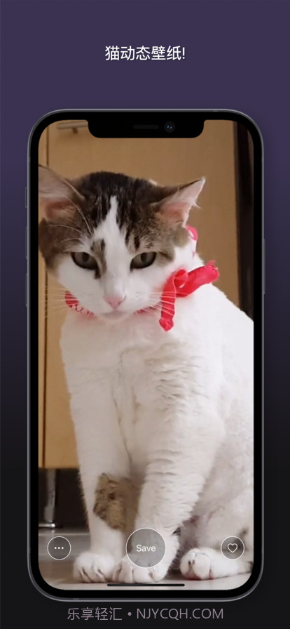 猫动态壁纸截图9 猫动态壁纸截图9