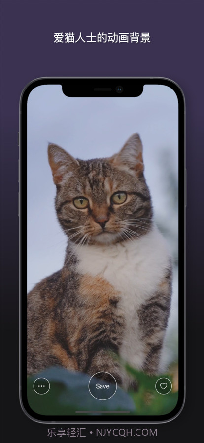 猫动态壁纸截图2 猫动态壁纸截图2