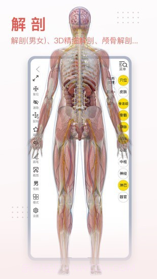 3Dbody艺用截图3 3Dbody艺用截图3