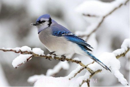 蓝色周壁纸截图1