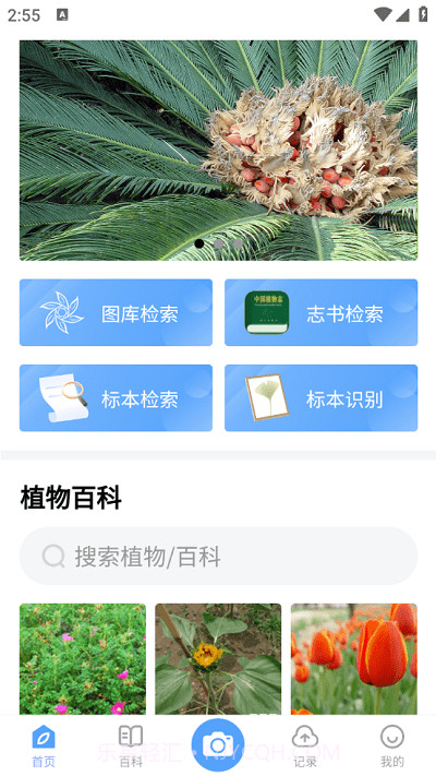 植物智截图1 植物智截图1