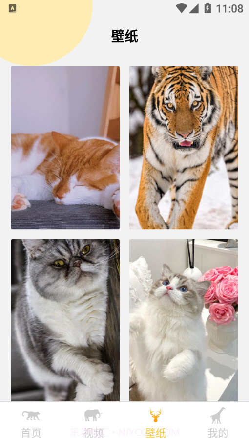 可爱动物壁纸大全截图4