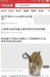 手机屏幕养兔子截图1 手机屏幕养兔子截图1