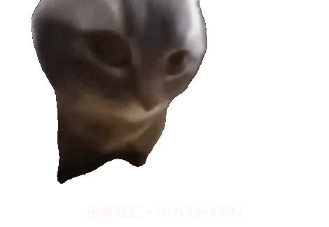 嚼嚼嚼表情包小猫截图3