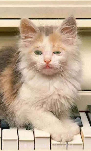 小猫壁纸截图1 小猫壁纸截图1