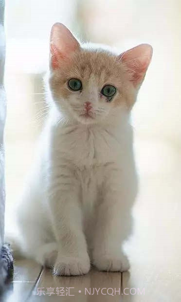 小猫壁纸截图2 小猫壁纸截图2