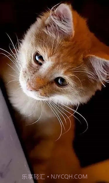 小猫壁纸截图3 小猫壁纸截图3