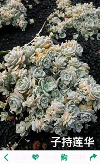 多肉植物软件截图4