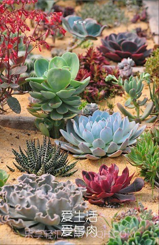 多肉植物软件截图2