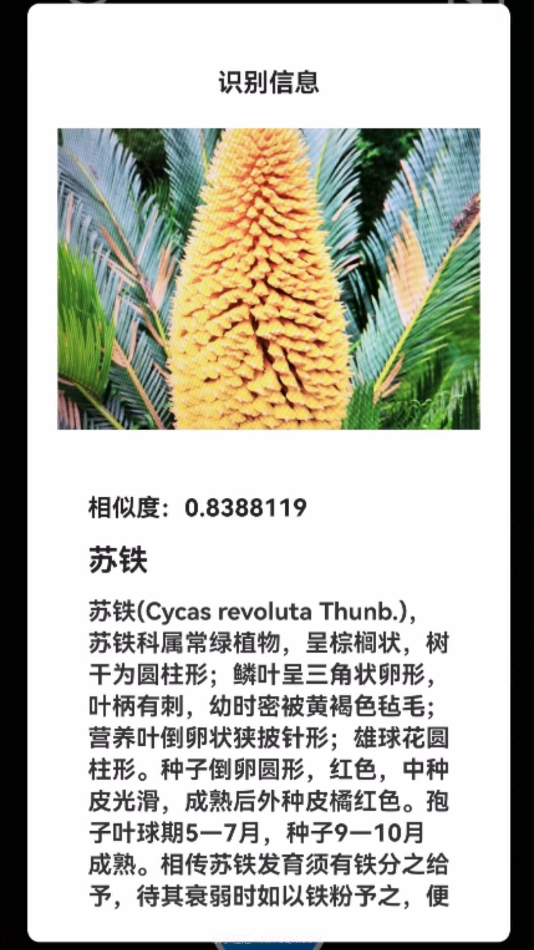 君子兰宝匣截图3 君子兰宝匣截图3