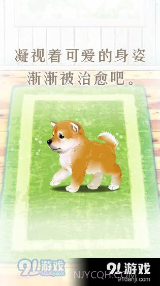 养育柴犬的治愈游戏截图2 养育柴犬的治愈游戏截图2
