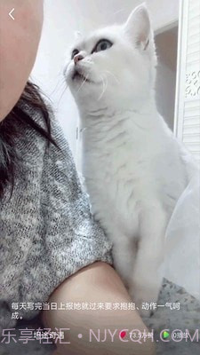 猫咪小视频截图3 猫咪小视频截图3