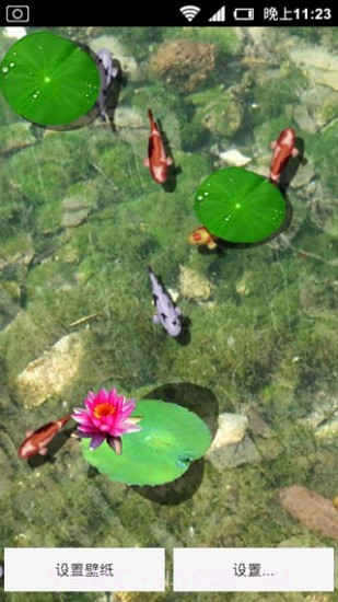 3D养金鱼动态壁纸截图2 3D养金鱼动态壁纸截图2