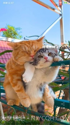 安果视频壁纸截图1